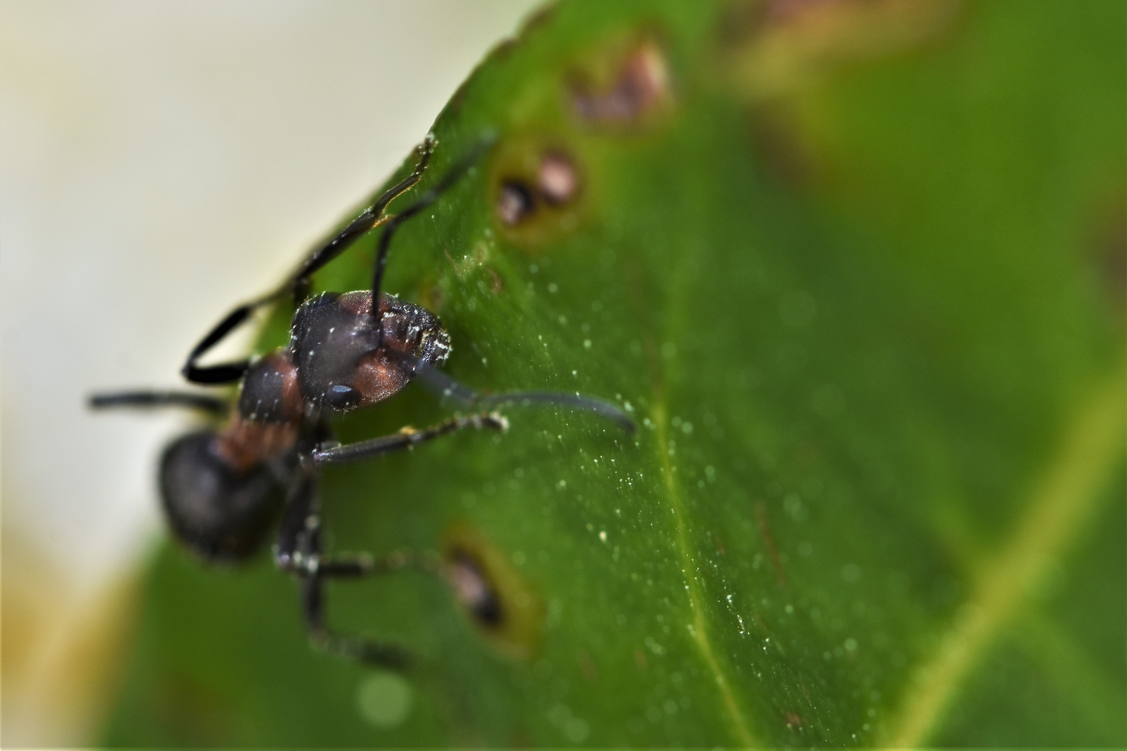 Les Insectes Sortent Et Les Autres Photo Et Image Macro