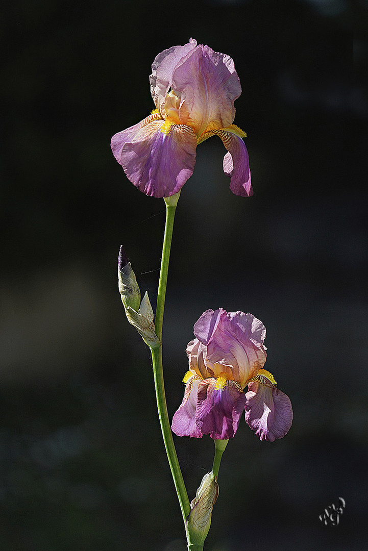 Les iris .... au jardin