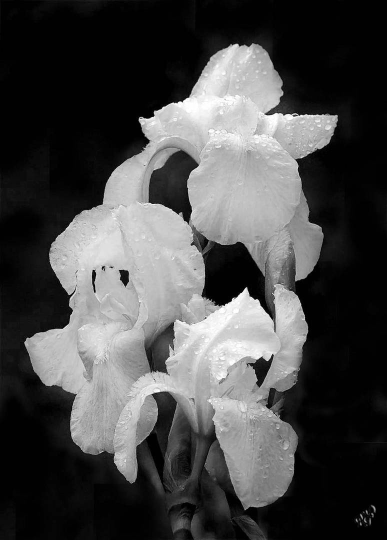 Les iris blancs après la pluie ...