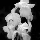 Les iris blancs après la pluie ...