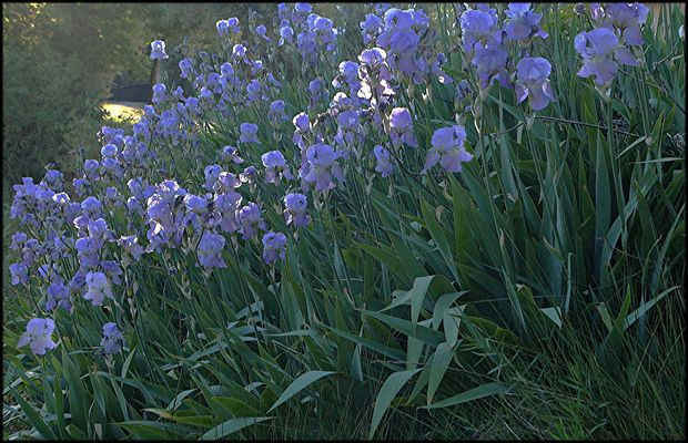 LES IRIS BLEUS format 100-65 40M PHOTO DE BASE