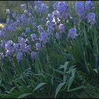 LES IRIS BLEUS format 100-65 40M PHOTO DE BASE  