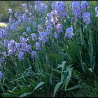 LES IRIS BLEUS format 100-65 40M PHOTO DE BASE  