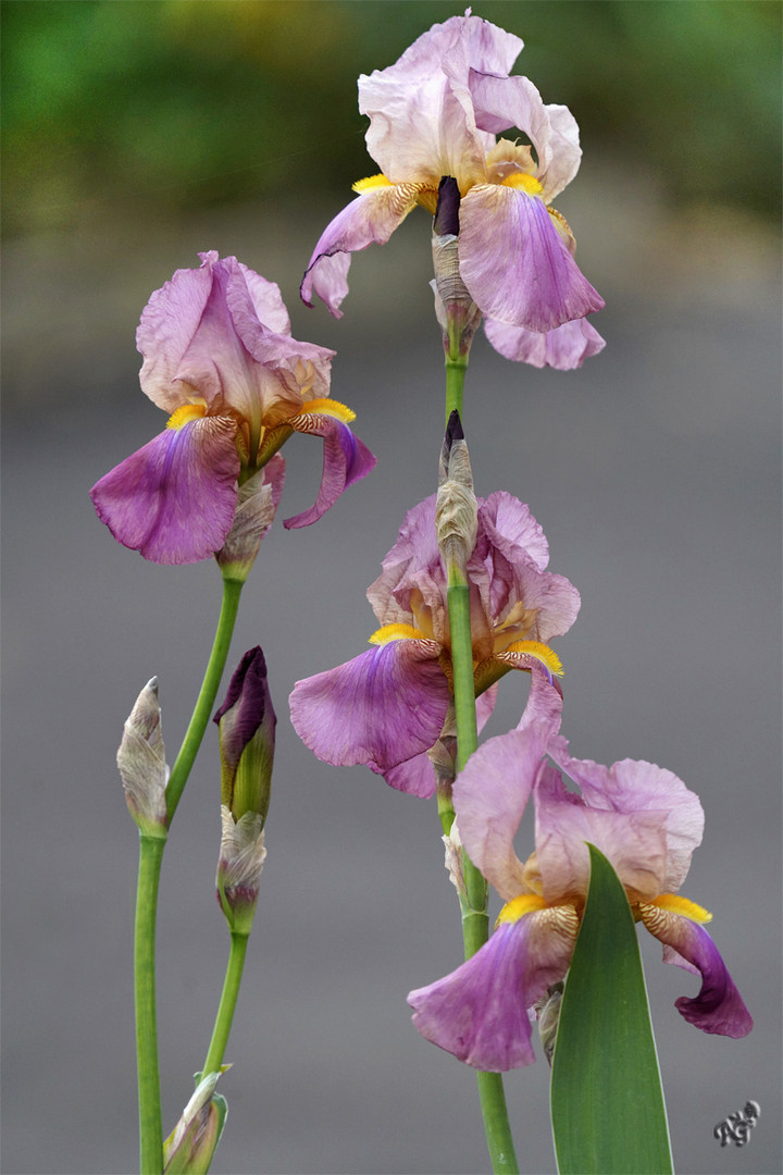 Les Iris de mon jardin....