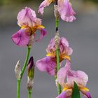 Les Iris de mon jardin....