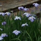 les iris japonais 