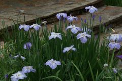 les iris japonais 