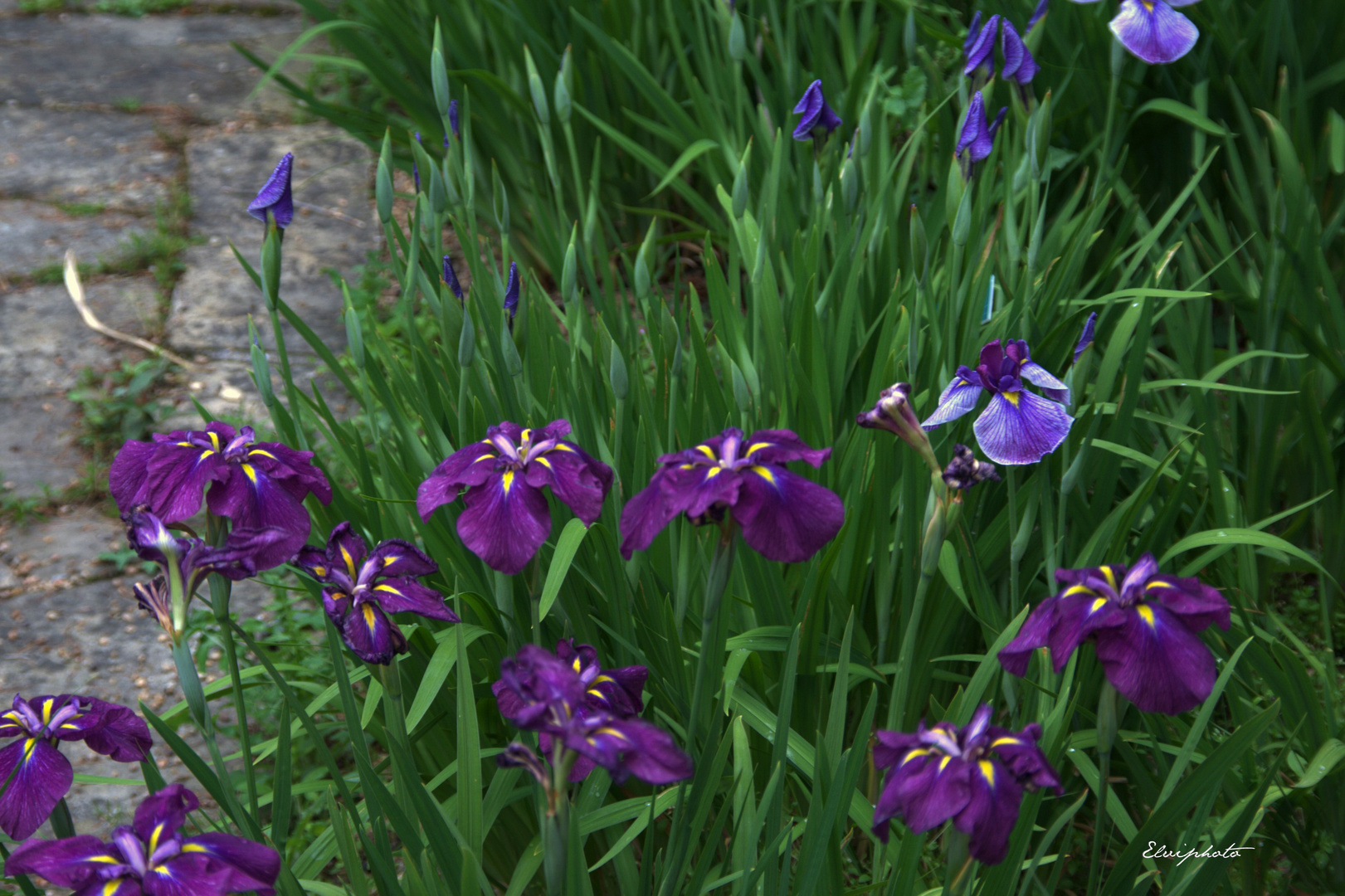 les iris japonais