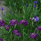 les iris japonais