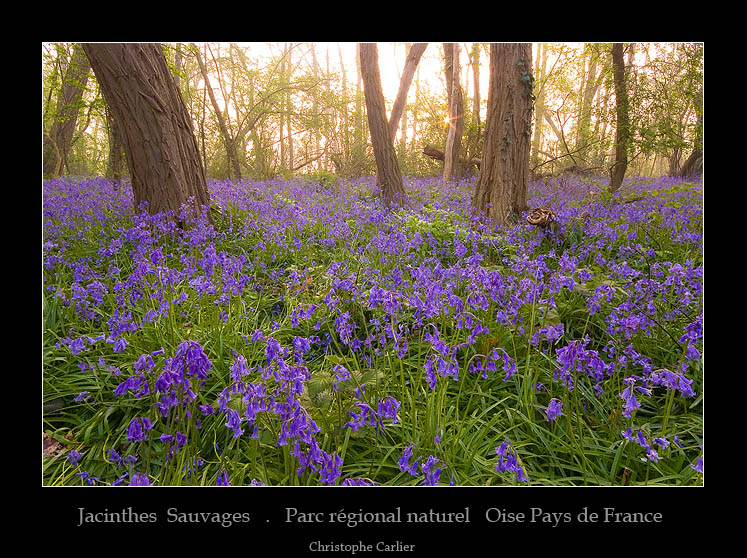 Les Jacinthes des Bois