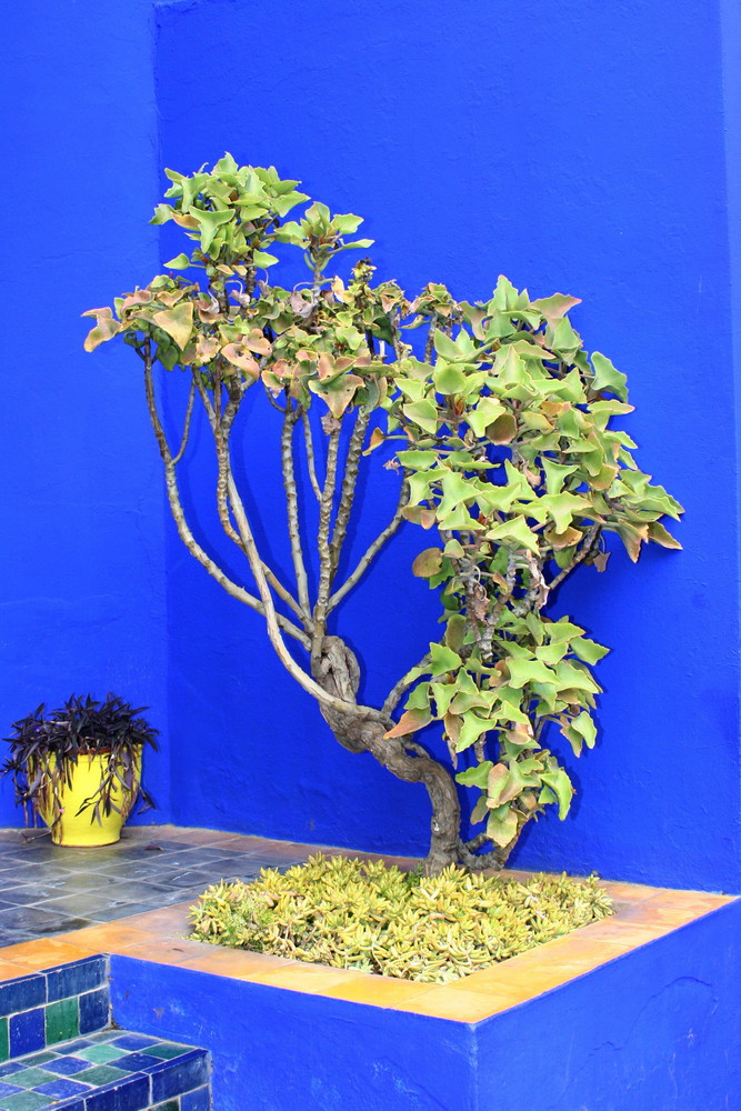 Les Jardins de Majorelle