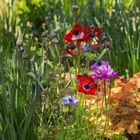 Les Jardins des Martels, (Tarn-France)