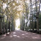 les jardins du chateau du chenonceau