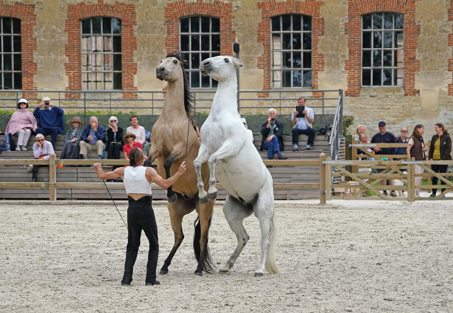 Les jeudis du Haras du Pin (2)