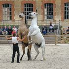 Les jeudis du Haras du Pin (2)