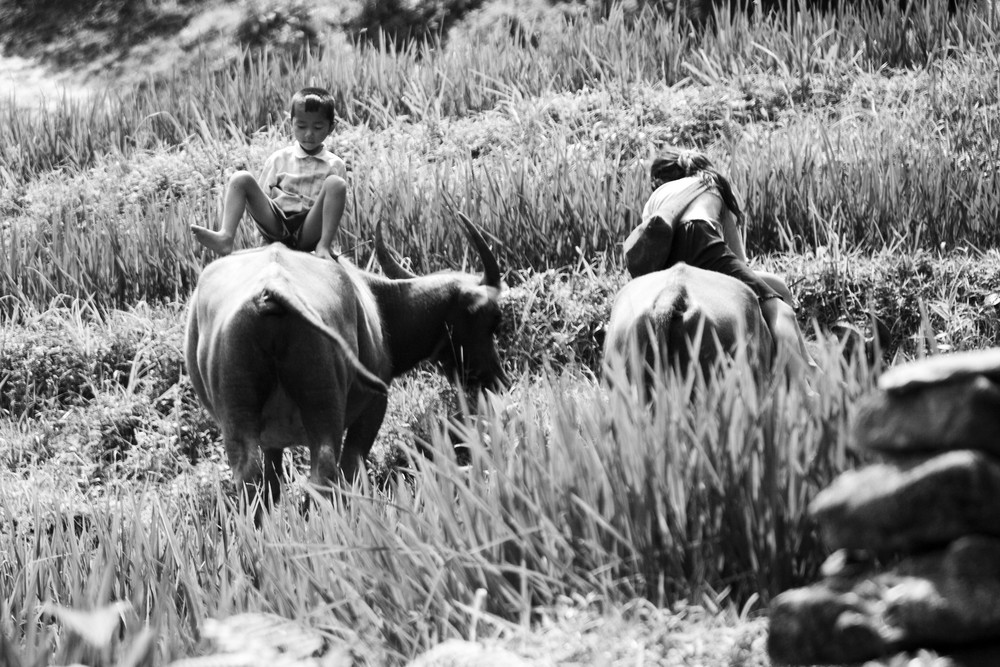 les jeunes gardiens de buffles (Vallée de Sapa, Nord Vietnam)