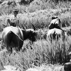 les jeunes gardiens de buffles (Vallée de Sapa, Nord Vietnam)