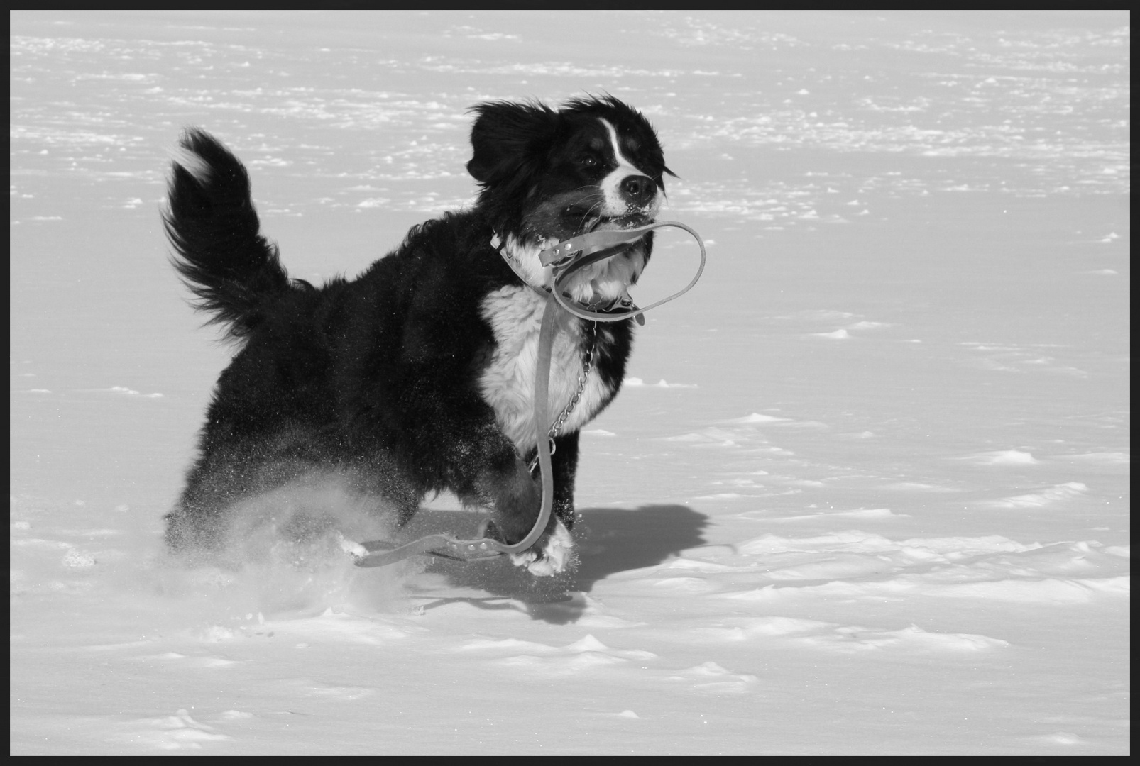 Les joies de la neige