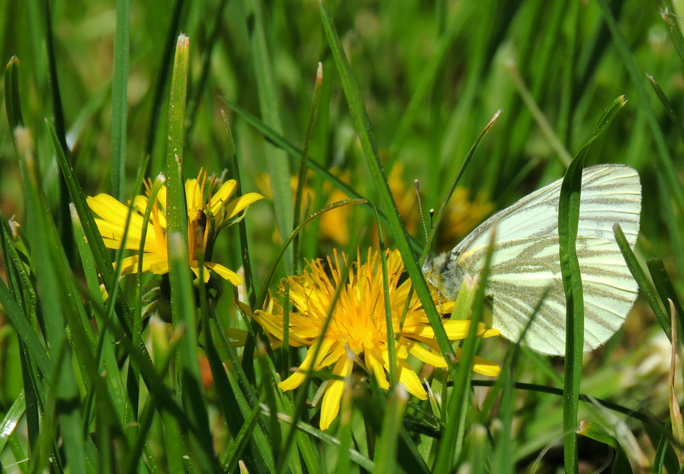 Les joies du printemps