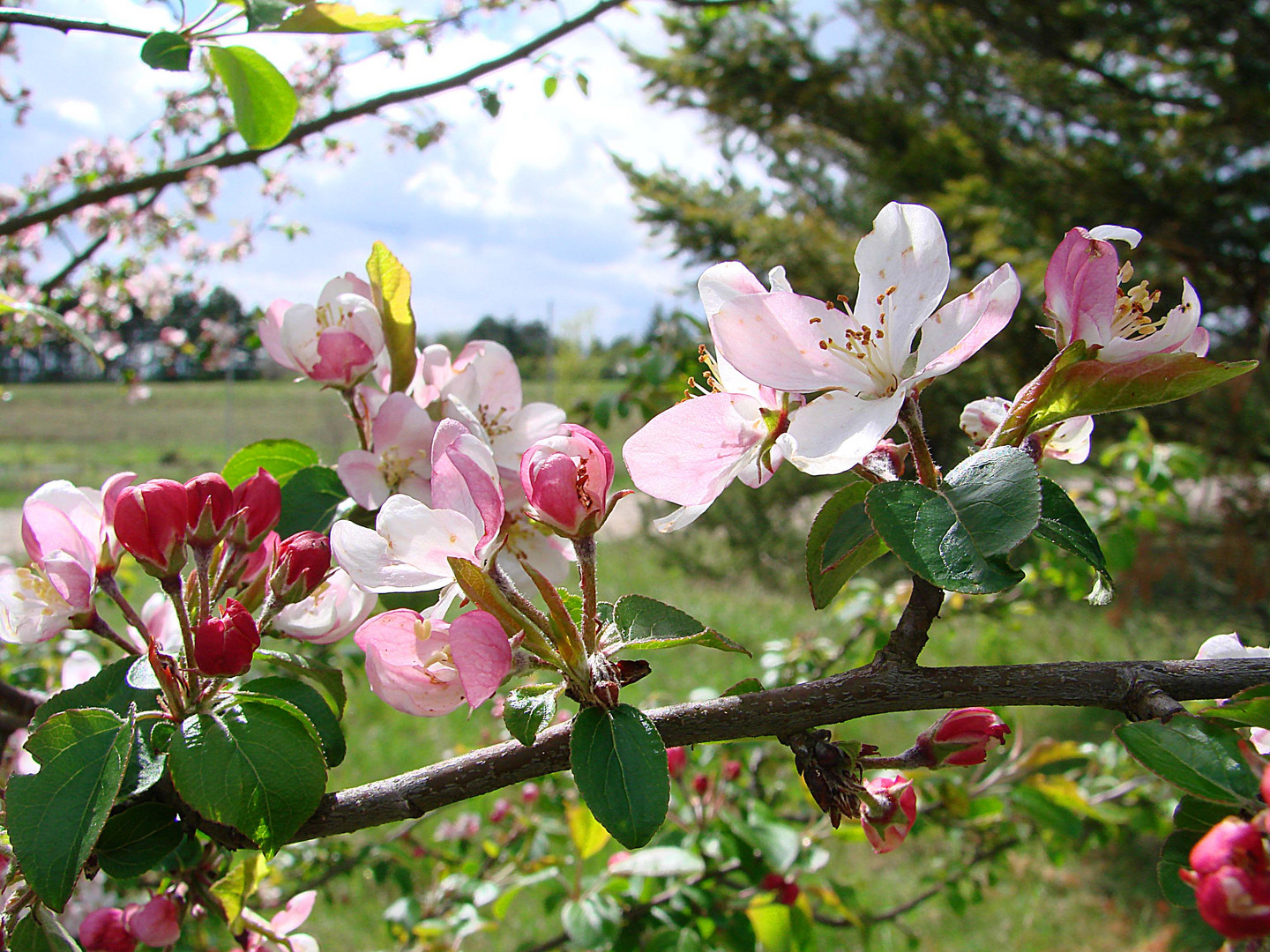 Les joies du printemps