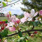 Les joies du printemps