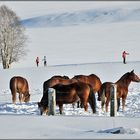 ....Les joies du ski de fond dans le Jura....