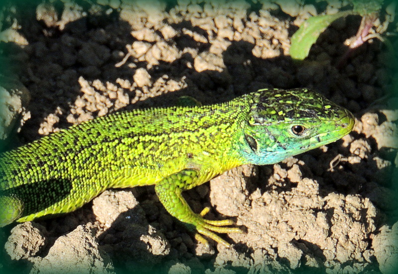 Les jolies couleurs du lézard vert.