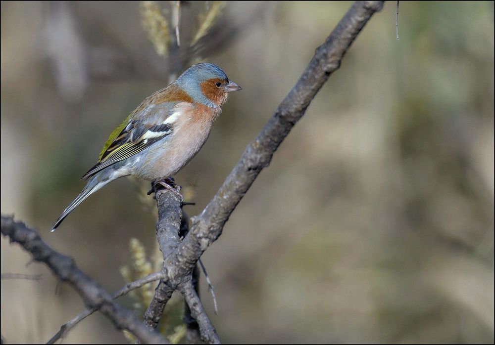 Les jolies couleurs du pinson des arbres