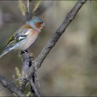 Les jolies couleurs du pinson des arbres