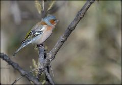 Les jolies couleurs du pinson des arbres