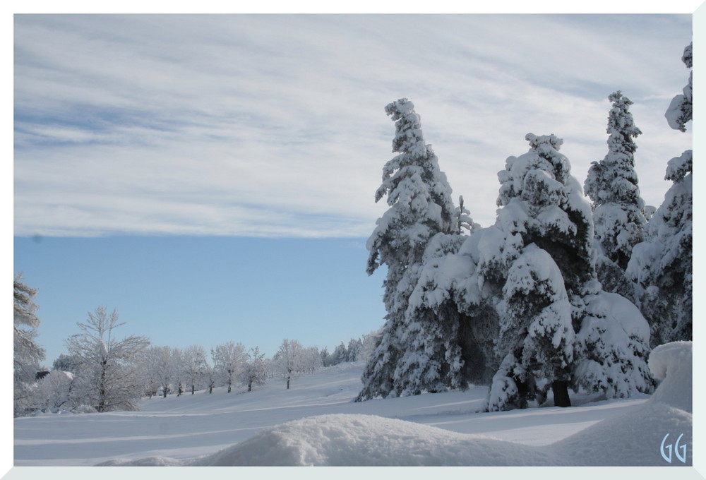 les jolis sapins de noël