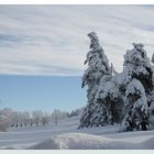 les jolis sapins de noël