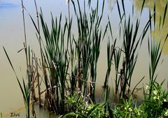 Les joncs et la petite grenouille