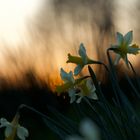 Les jonquilles 