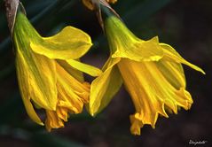 Les jonquilles