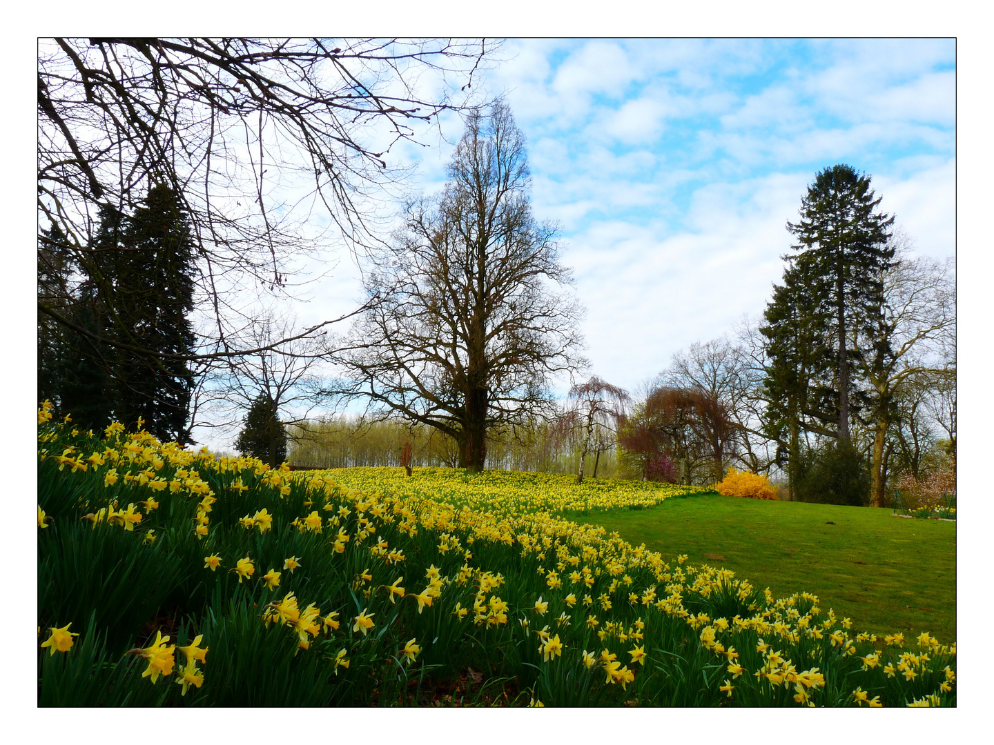 Les jonquilles ...