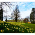 Les jonquilles ...