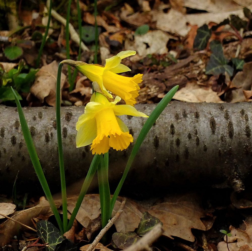 les jonquilles