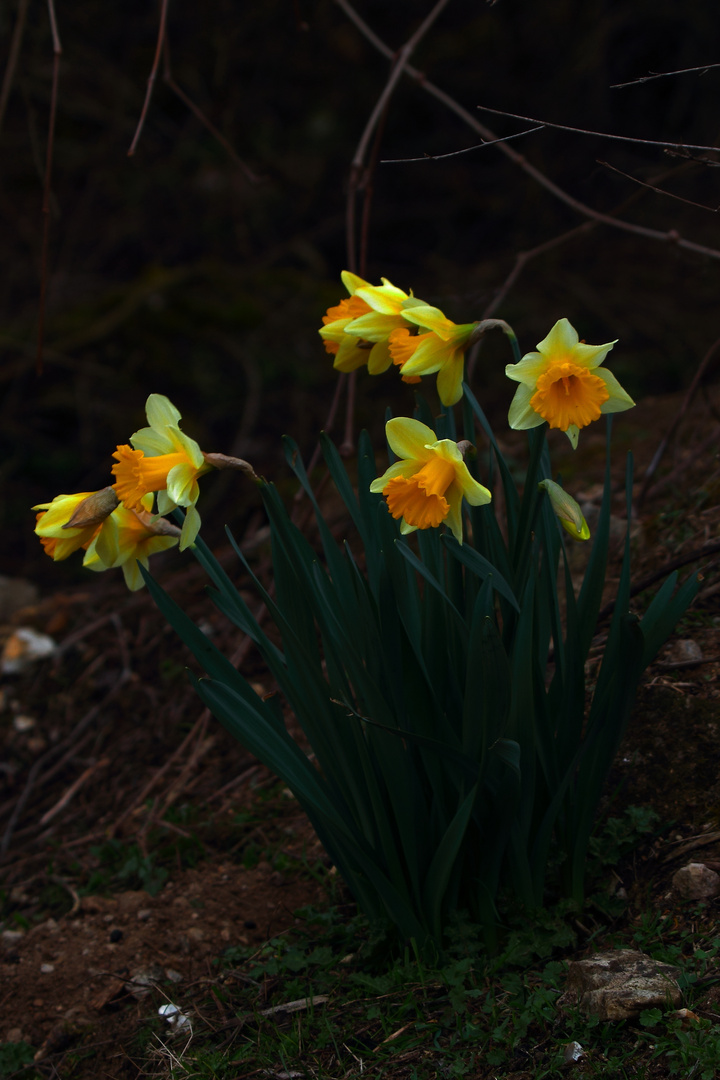 les jonquilles sauvages 