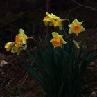 les jonquilles sauvages 