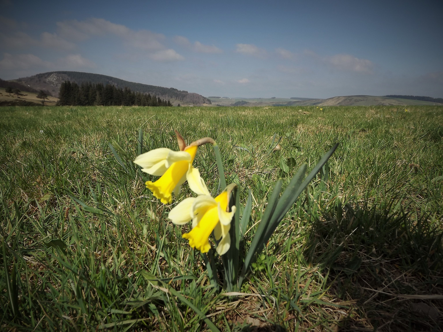 les jonquilles sauvages