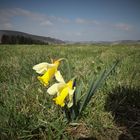 les jonquilles sauvages