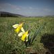 les jonquilles sauvages