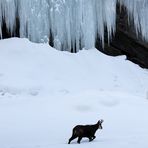 Les jours de glaces