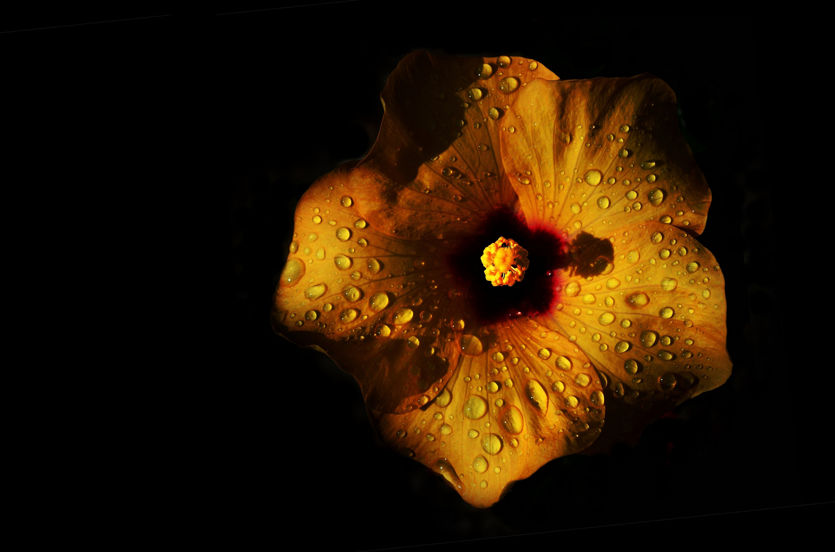 Les jours de pluie ont la couleur qu'on leur donne... - 10