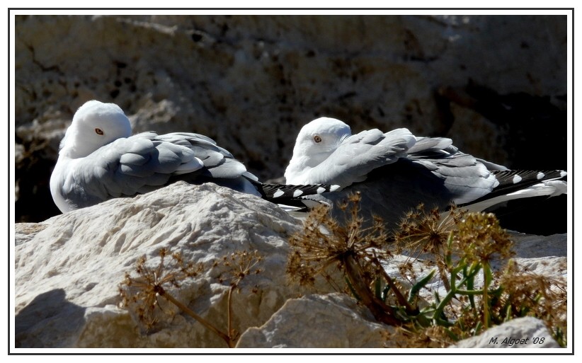 Les jumeaux