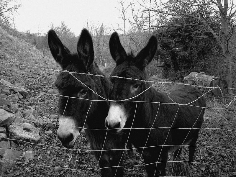 Les jumeaux