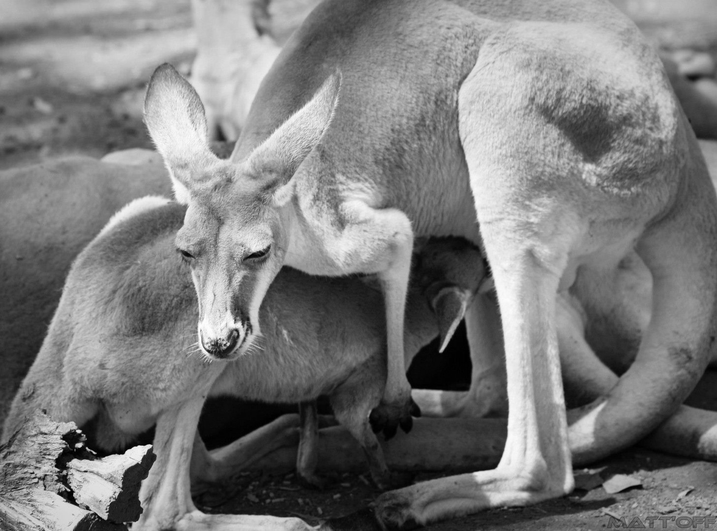 Les kangourous d'Australie