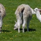 Les lamas