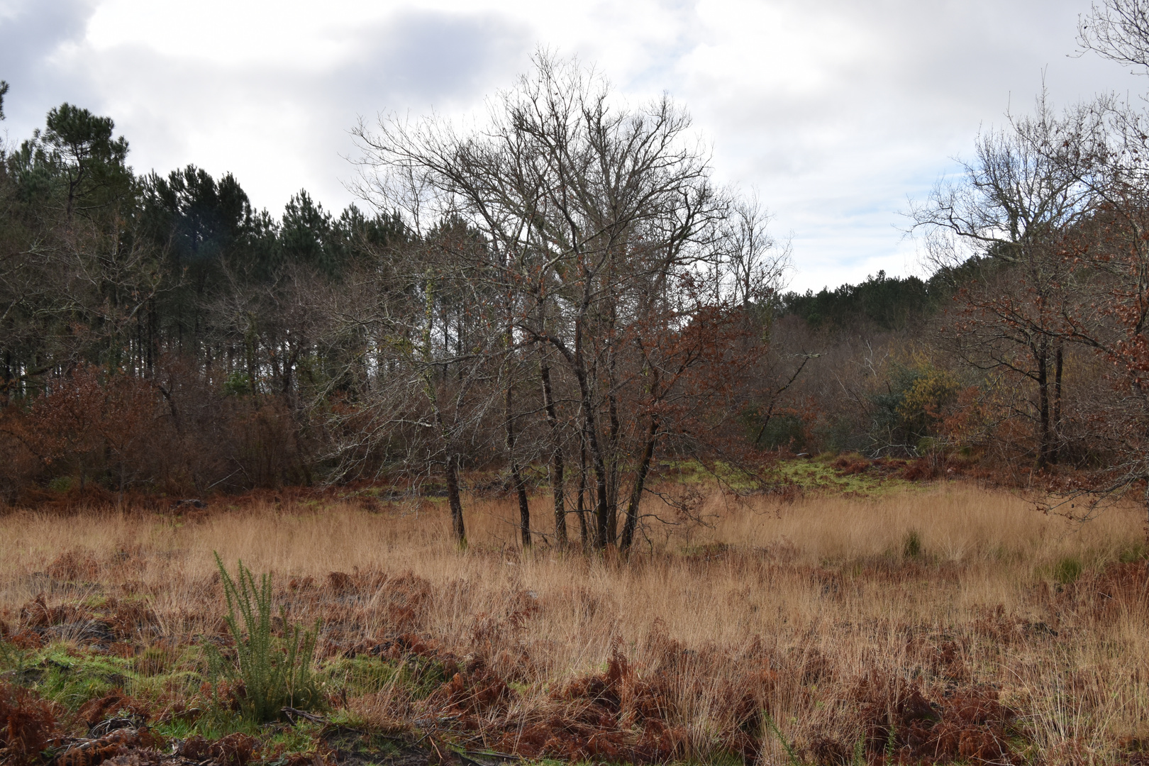 Les Landes, la lande.... en hiver !